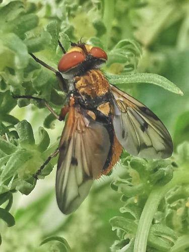 Ectophasia crassipennis